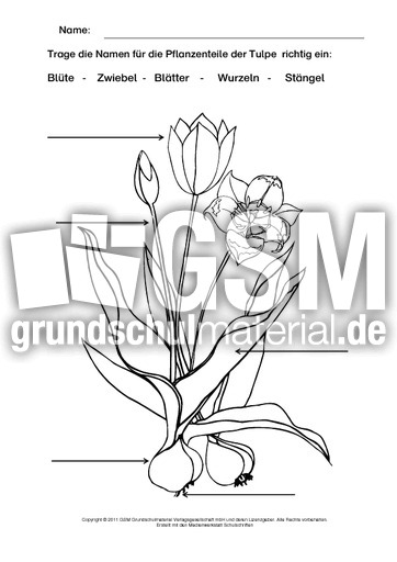 Tulpe-beschriften-ausmalen.pdf